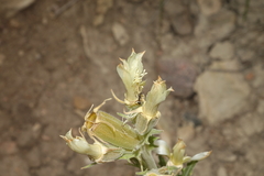 Mentzelia rusbyi