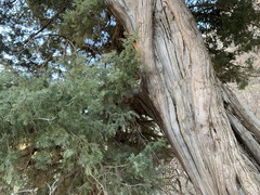 Juniperus oxycedrus