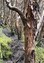 Polylepis