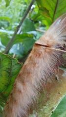 Apatelodes sericea