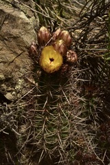 Austrocactus philippii