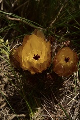 Austrocactus philippii