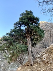 Juniperus oxycedrus