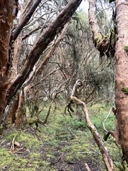 Polylepis