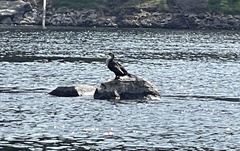 Phalacrocorax carbo