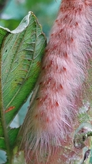 Apatelodes sericea