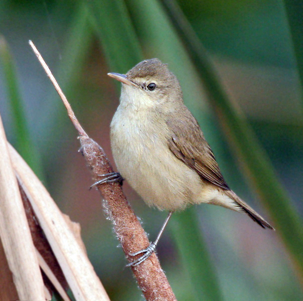 Blunt-winged Warbler photo