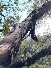 Polylepis