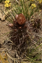 Austrocactus philippii