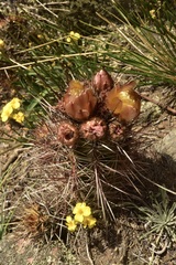 Austrocactus philippii