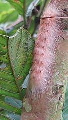 Apatelodes sericea