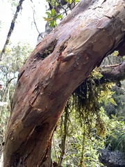 Polylepis