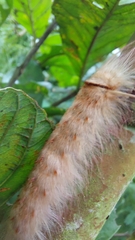 Apatelodes sericea