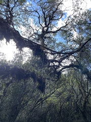 Polylepis