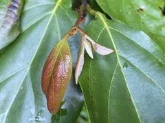 Cryptocarya onoprienkoana