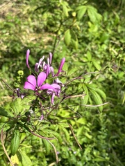 Cleome houtteana