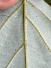 Cryptocarya onoprienkoana