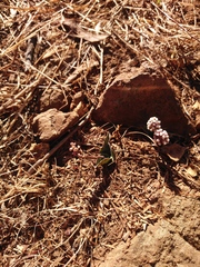 Drimiopsis burkei