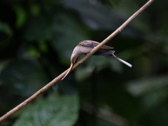 Phaethornis longirostris