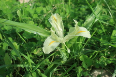 Iris palaestina