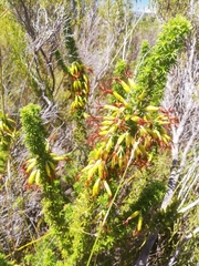 Erica coccinea