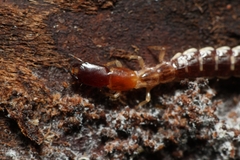 Parainocellia bicolor