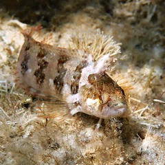 Heteroclinus