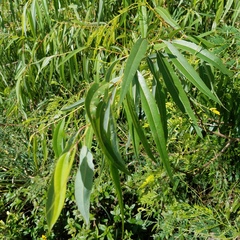 Salix caroliniana