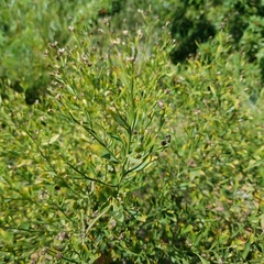 Baccharis glomeruliflora