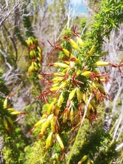 Erica coccinea