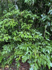 Cryptocarya onoprienkoana