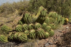 Trichocereus candicans