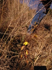 Eulophia hians inaequalis