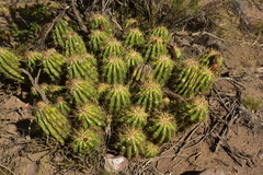 Trichocereus candicans
