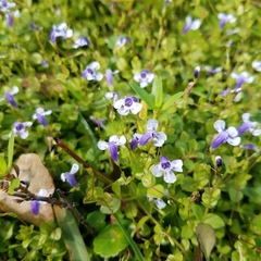 Lindernia grandiflora