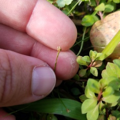 Eleocharis geniculata