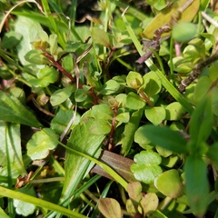 Ludwigia microcarpa