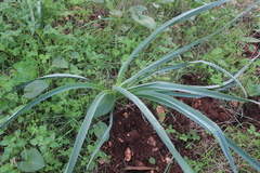 Asphodelus