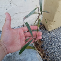 Acacia auriculiformis