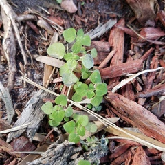 Parietaria floridana