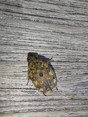 Protaetia fusca