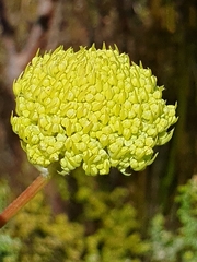 Hermas villosa