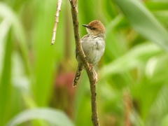 Cisticola