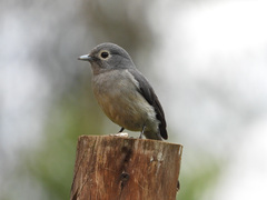 Melaenornis fischeri