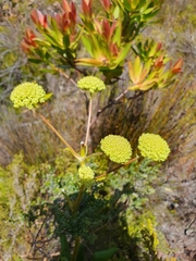 Hermas villosa