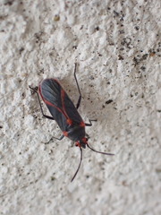 Caenocoris nerii