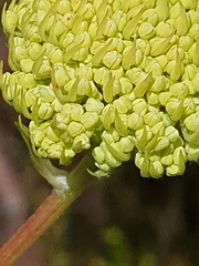 Hermas villosa