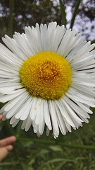 Leptostelma maximum