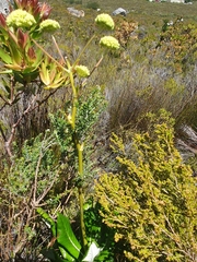 Hermas villosa