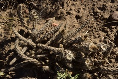 Pterocactus tuberosus